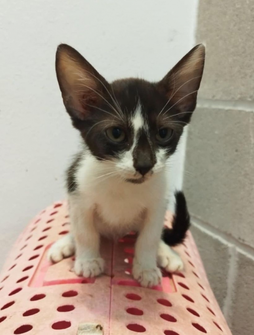 Milo