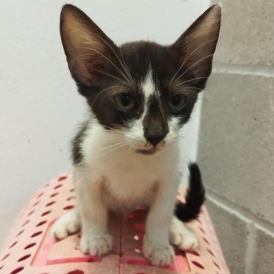 Milo
