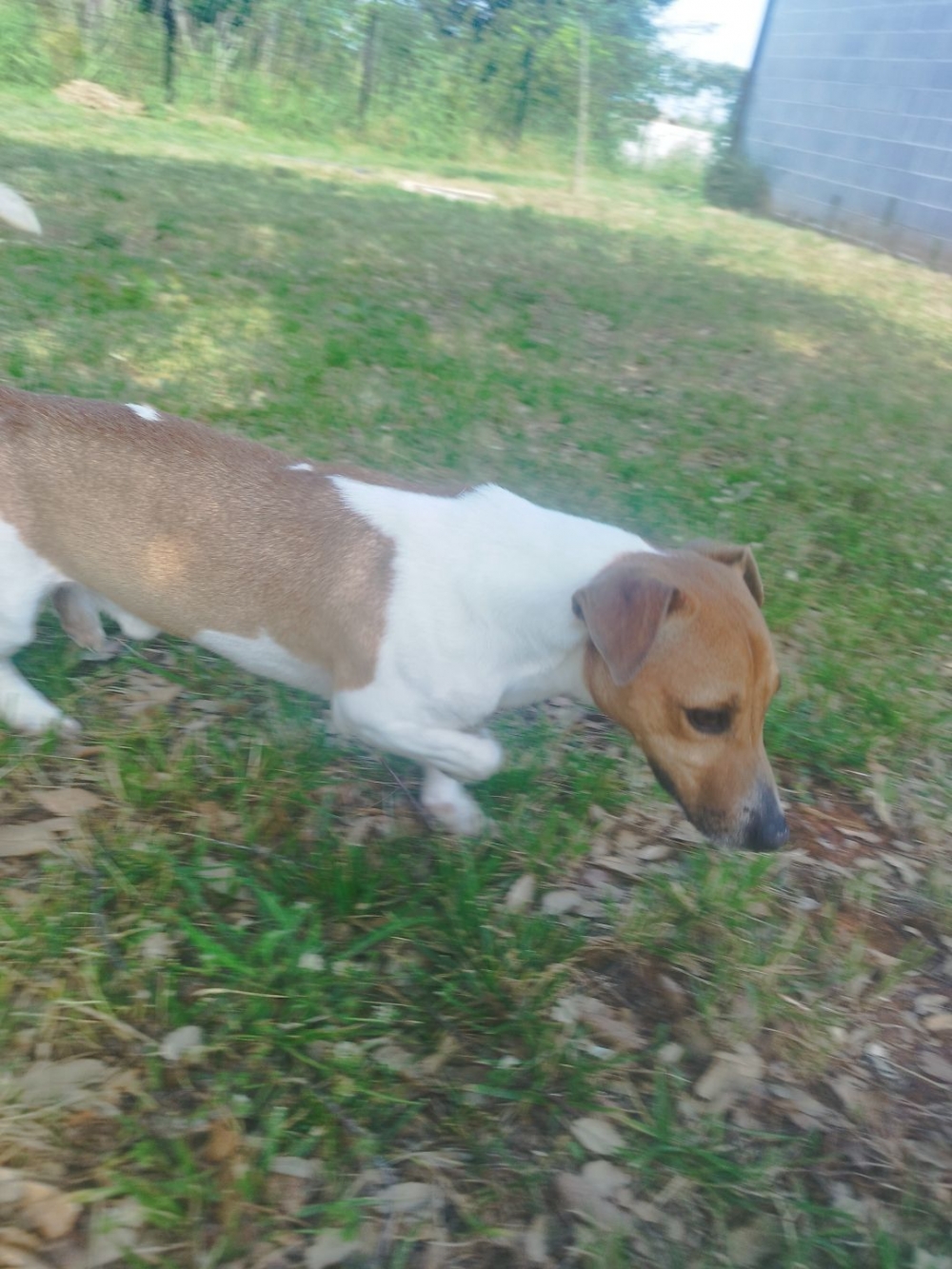 Jack