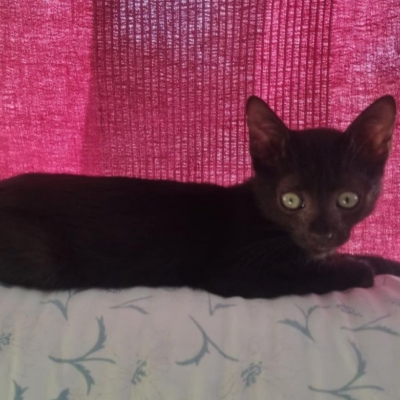Lili